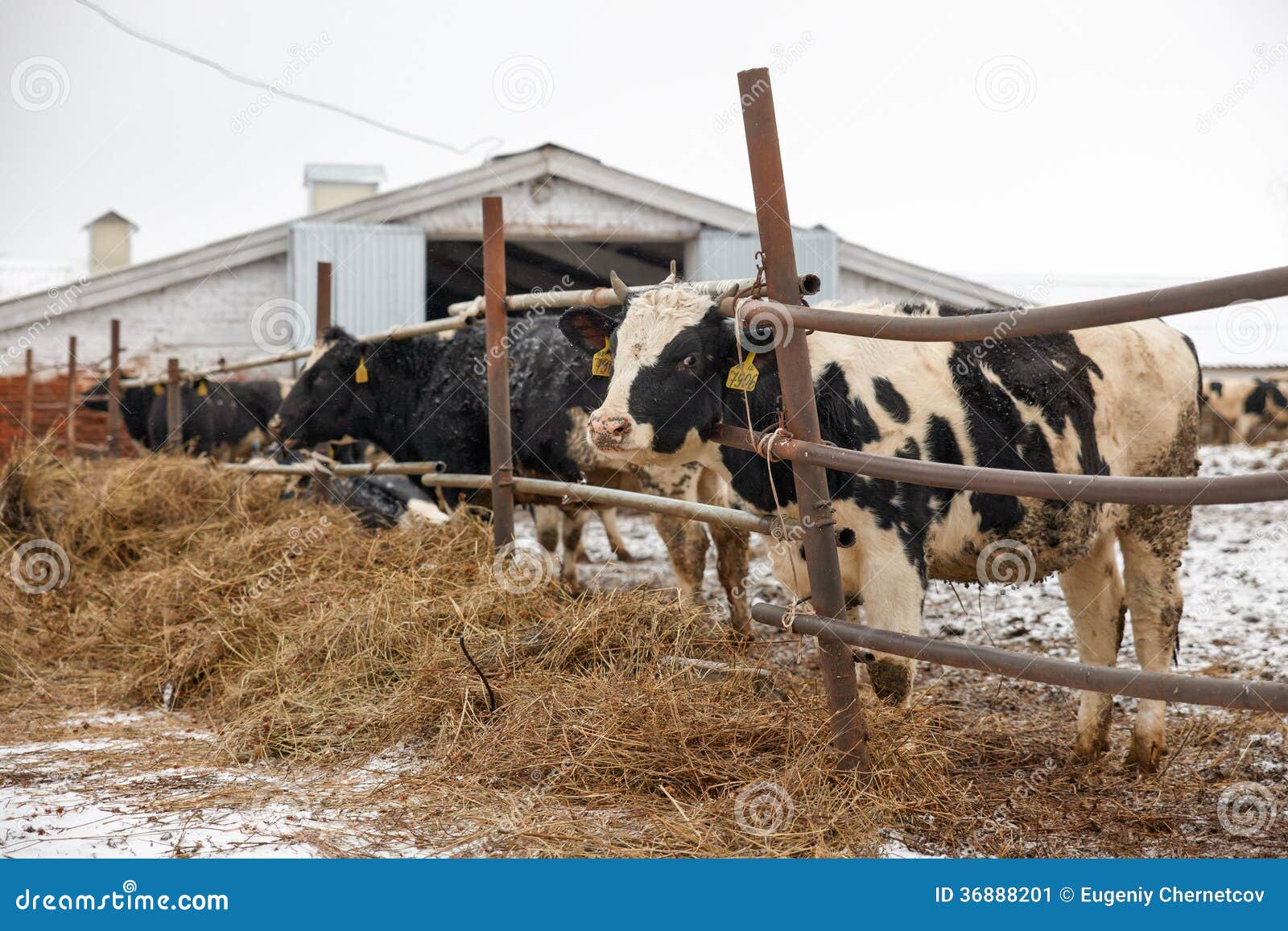 Коровы Зимой Фото