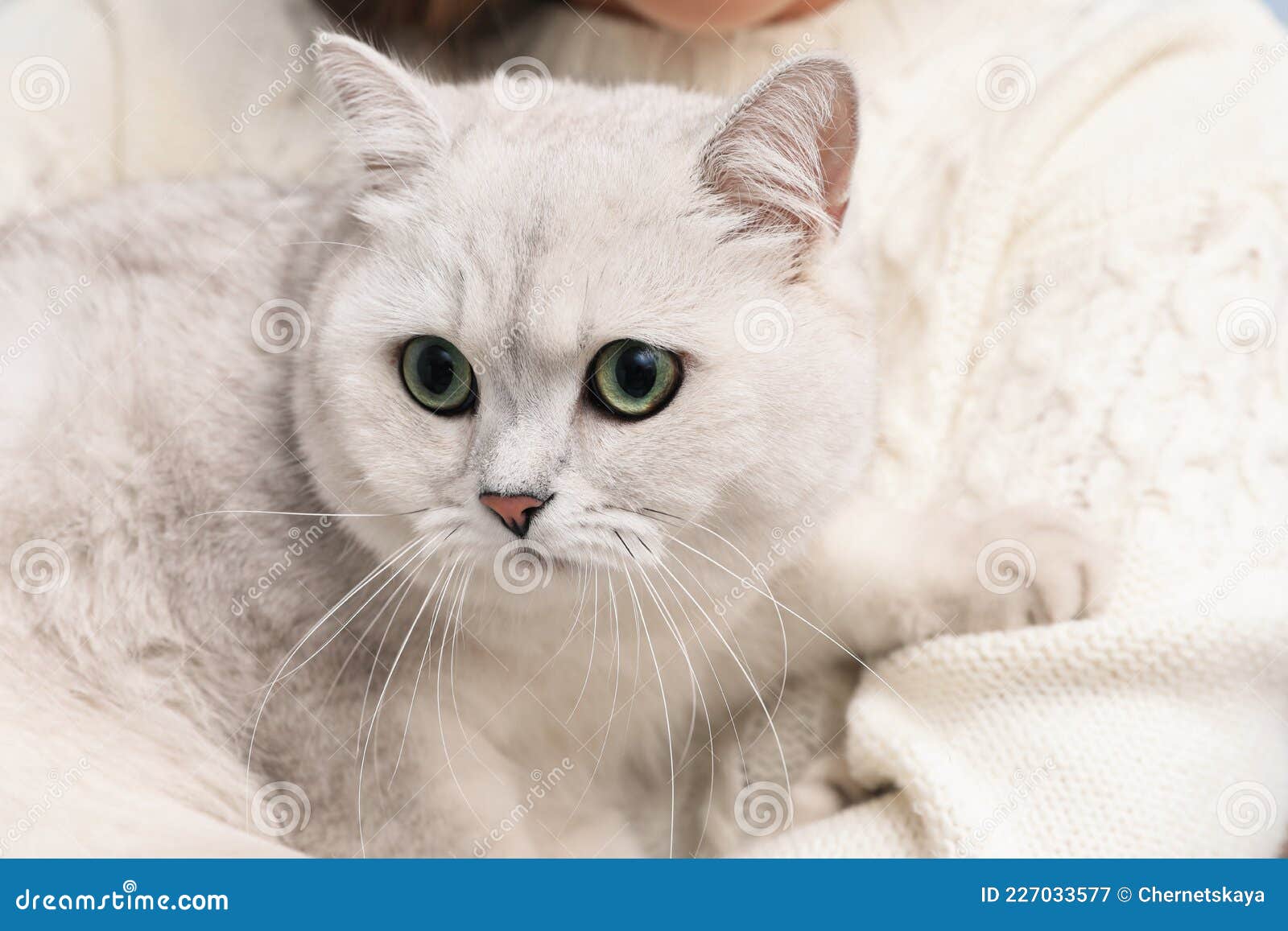 Белая Британская Кошка Фото