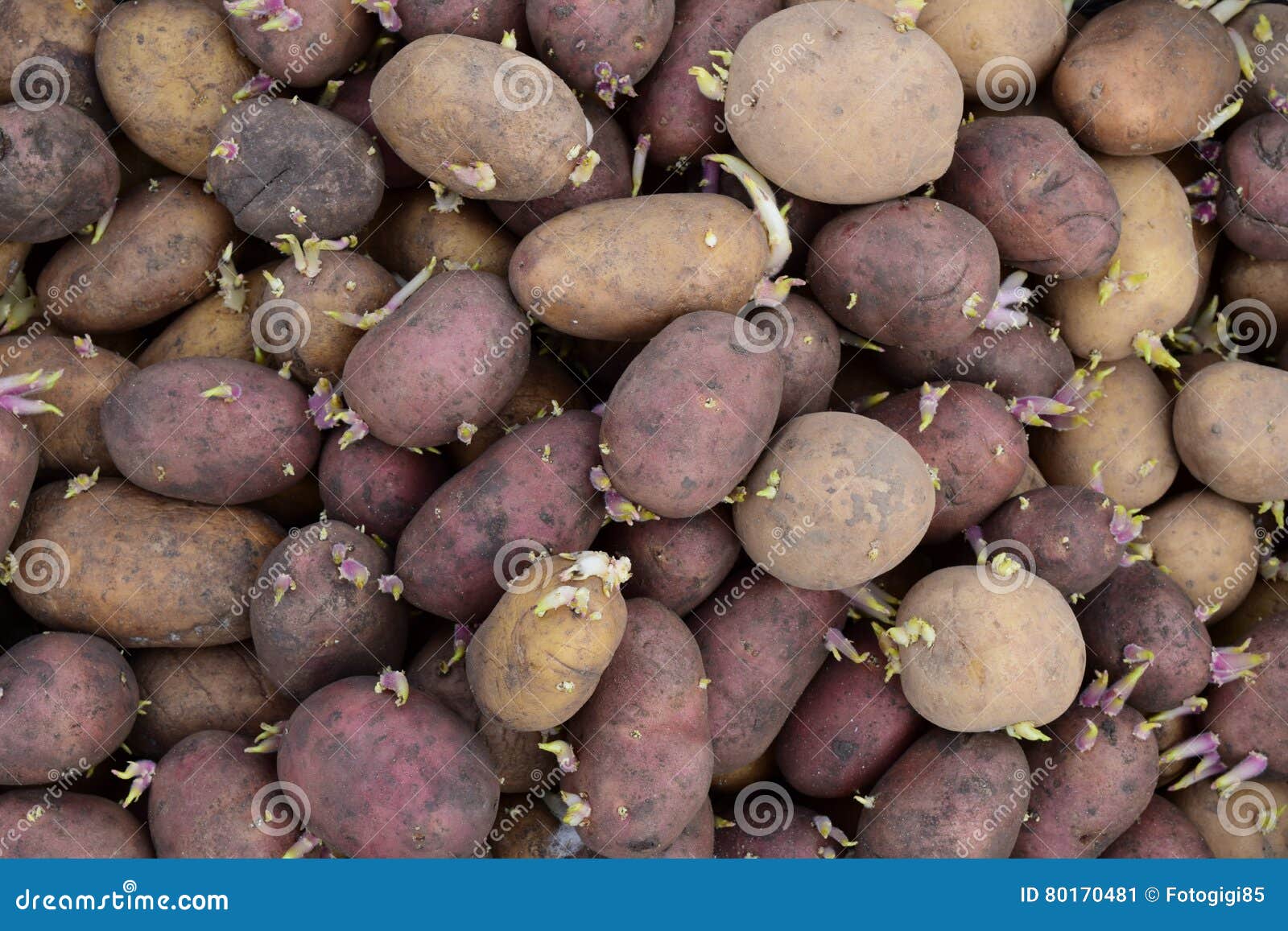 Оби Семенной Картофель Купить В Москве