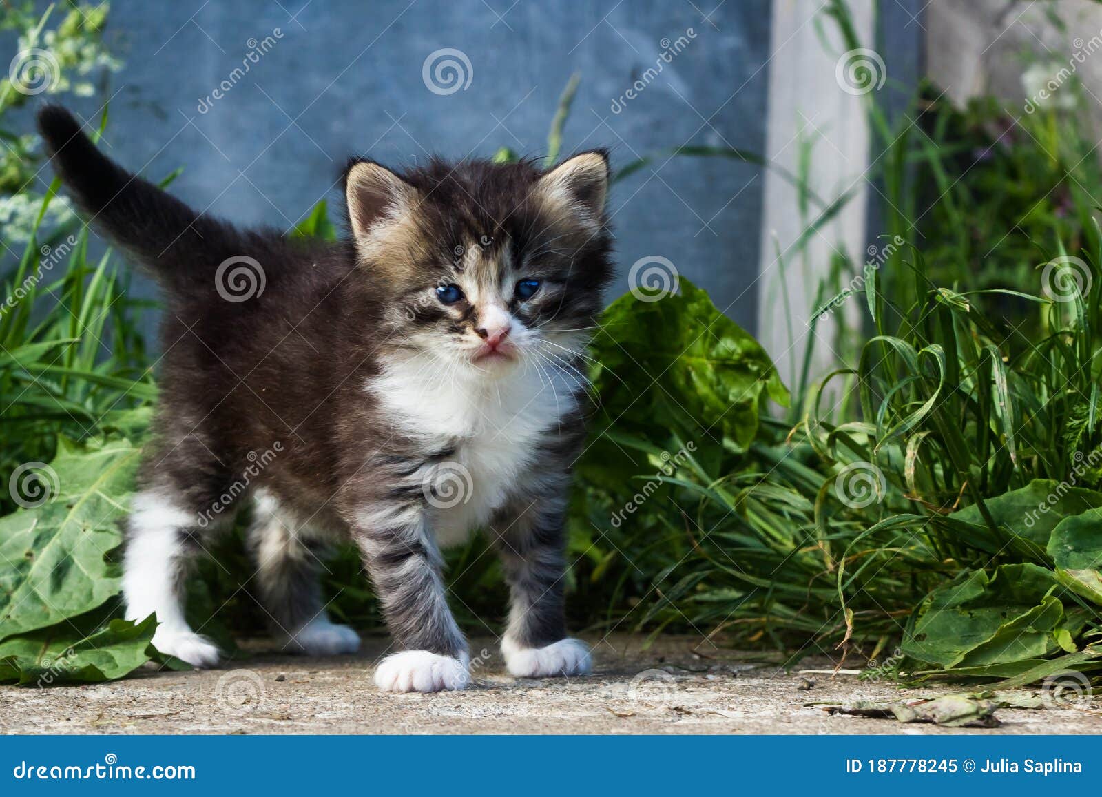 Фото Зеленых Котят