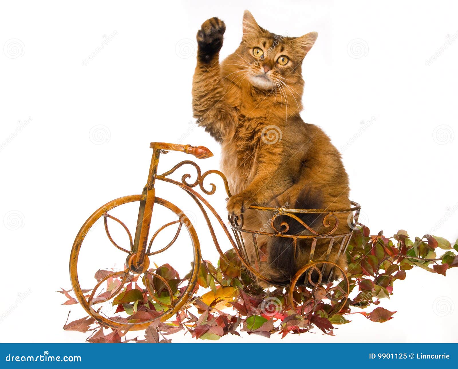 Котики На Велосипеде Картинки