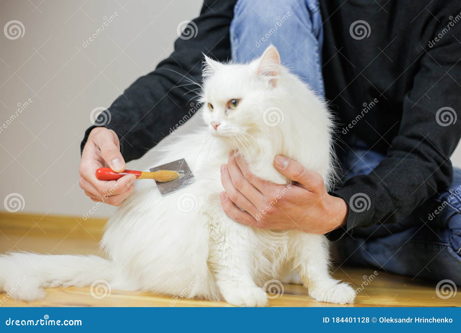 Вычесать Кота Цена