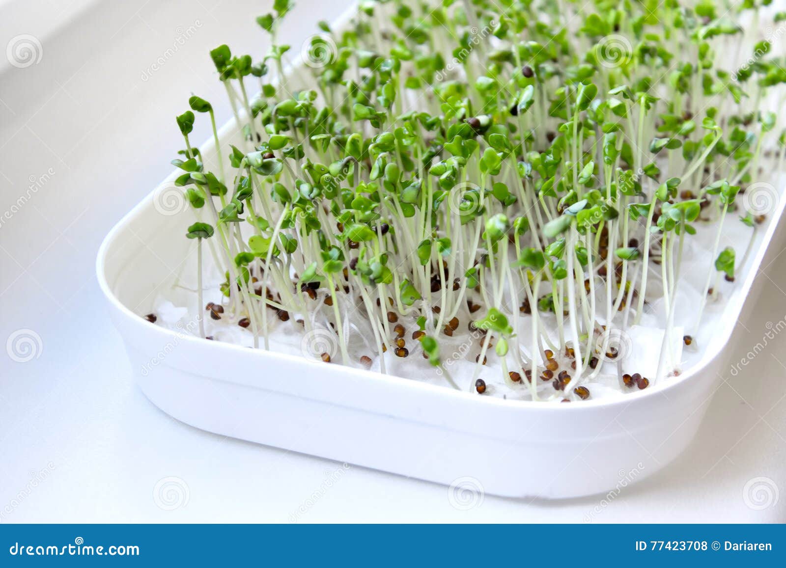 Broccoli Sprouts Купить