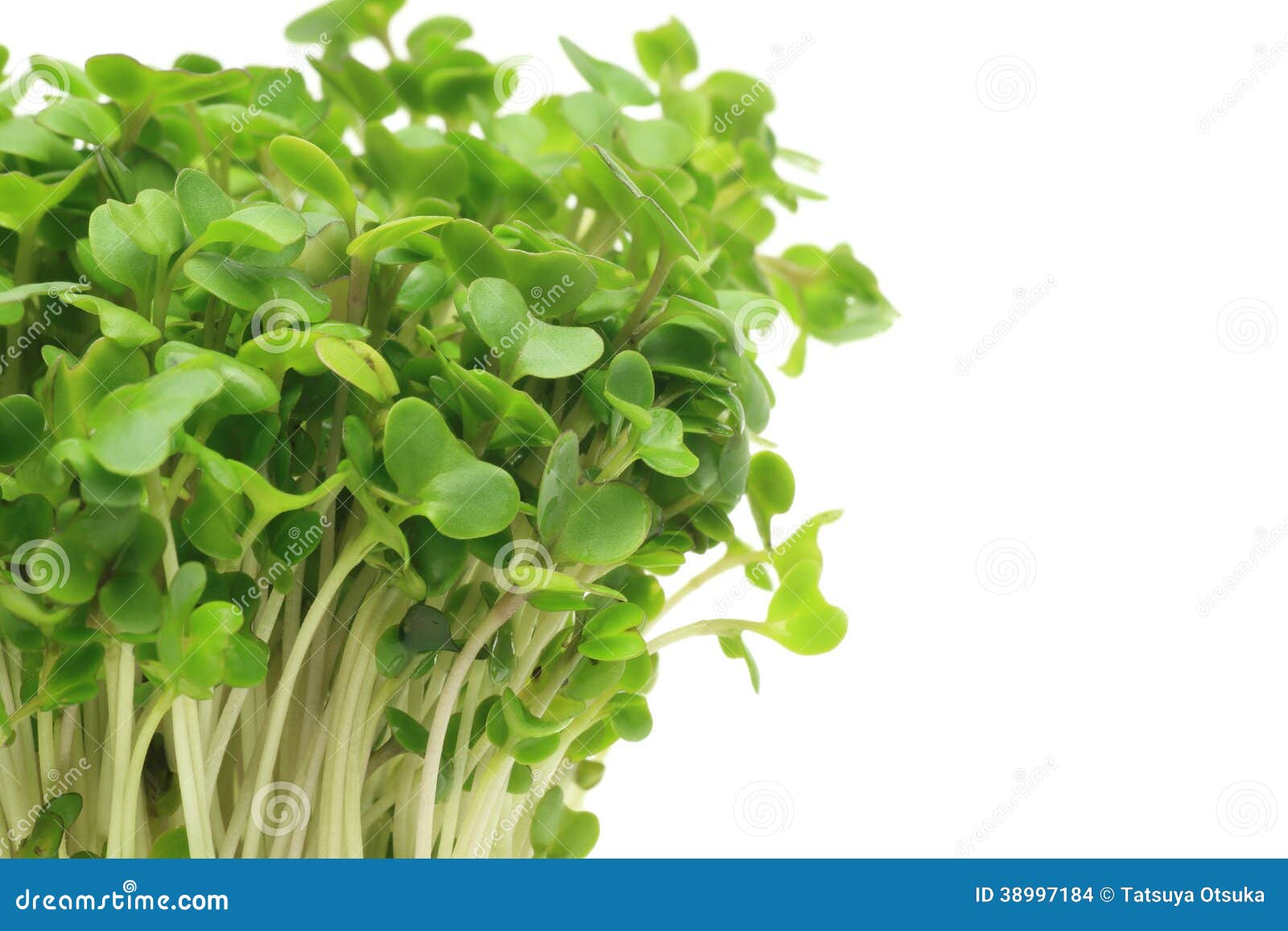 Broccoli Sprouts Купить
