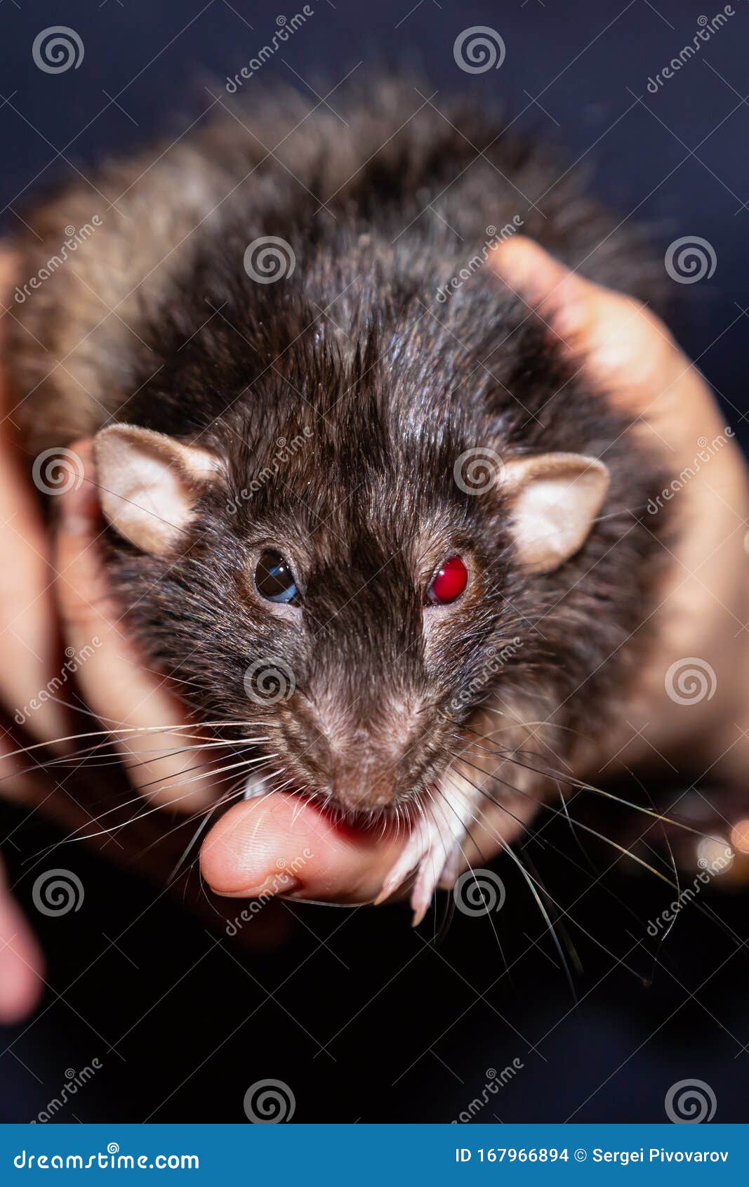 Крыса Черная Домашняя Купить