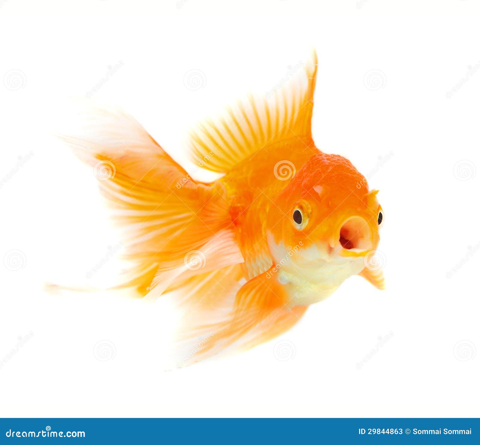 Купить Золотую Рыбку В