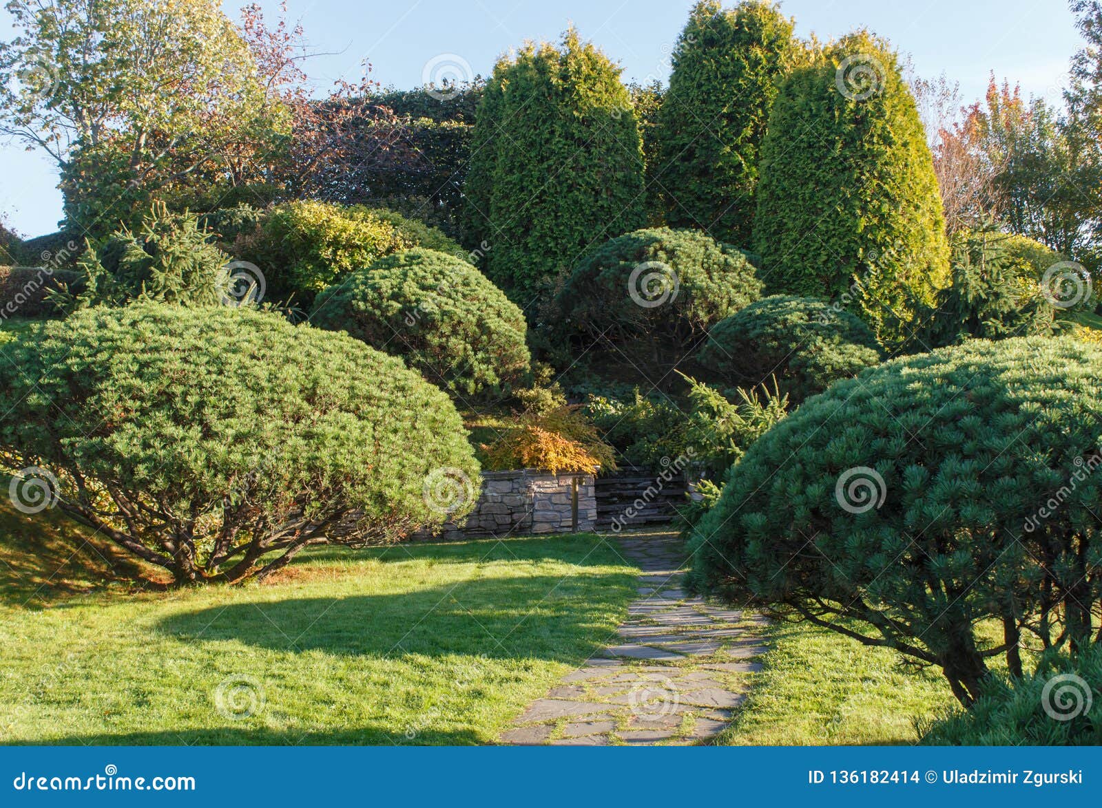 Trimmed Bush