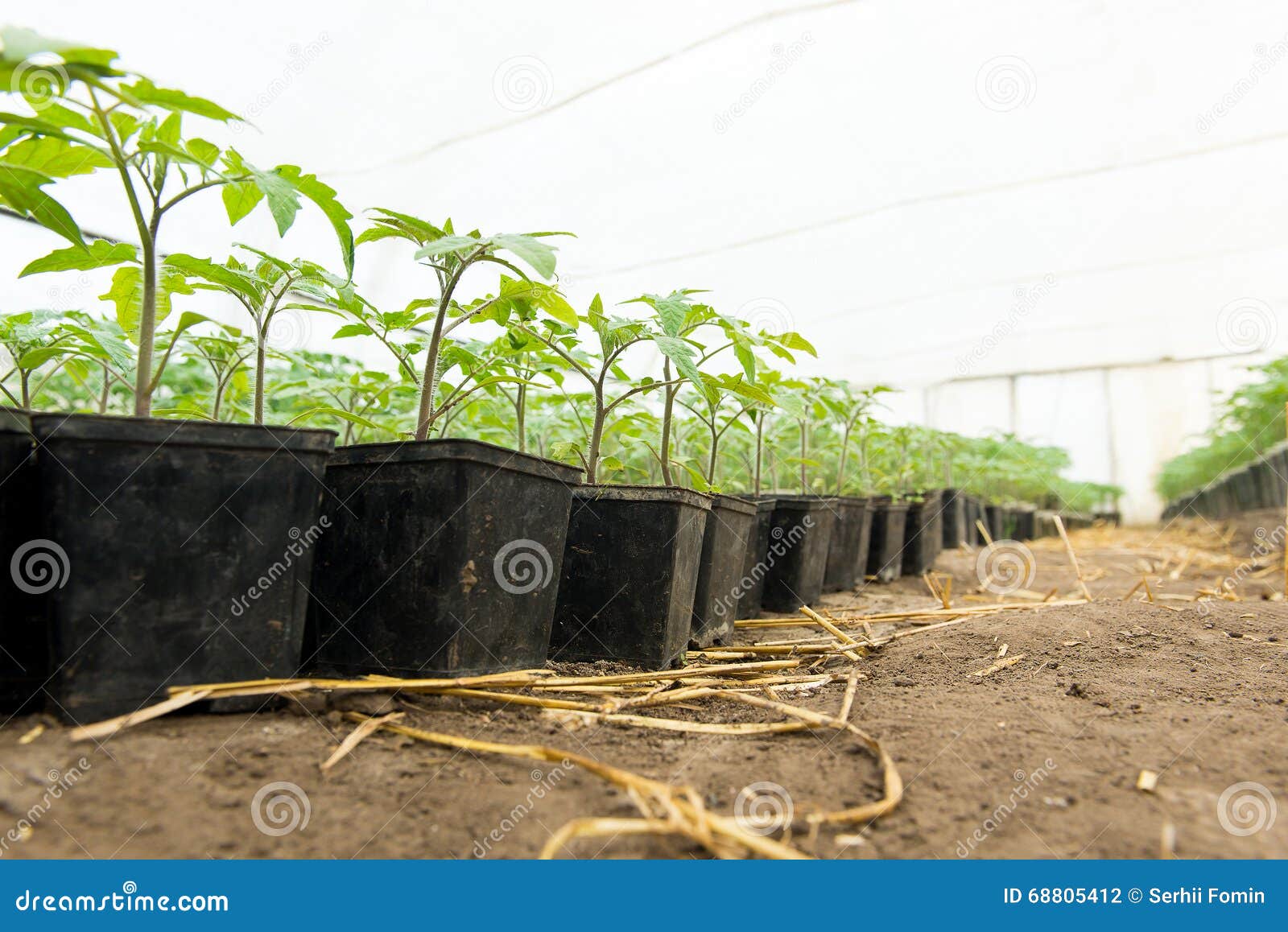 Купить Рассаду Помидор В Нижнем Новгороде