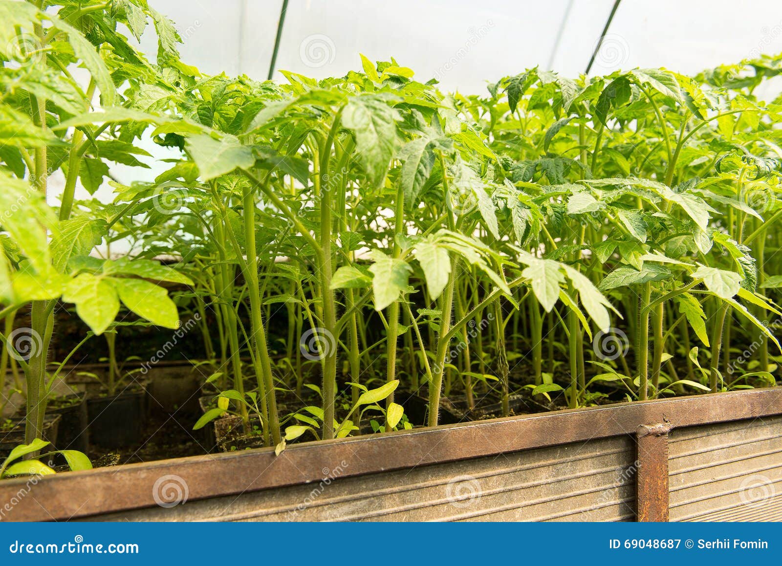 Купить Рассаду Помидор В Нижнем Новгороде