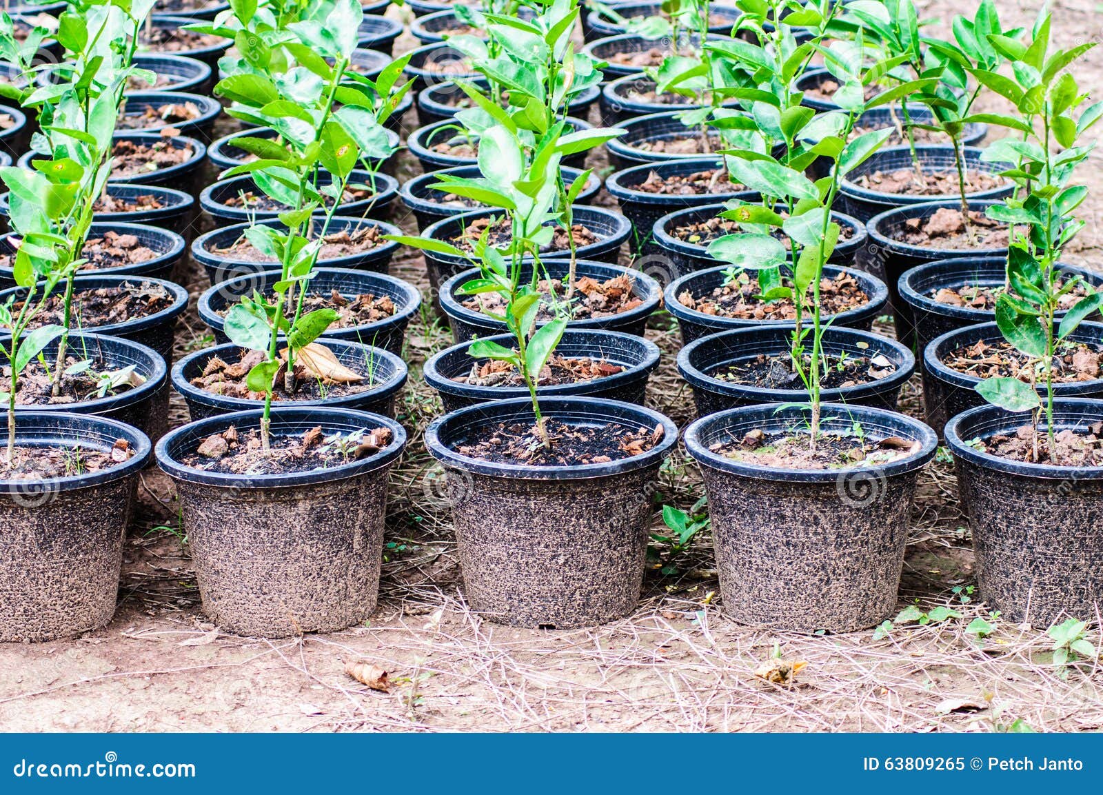 Саженцы Лимона Купить