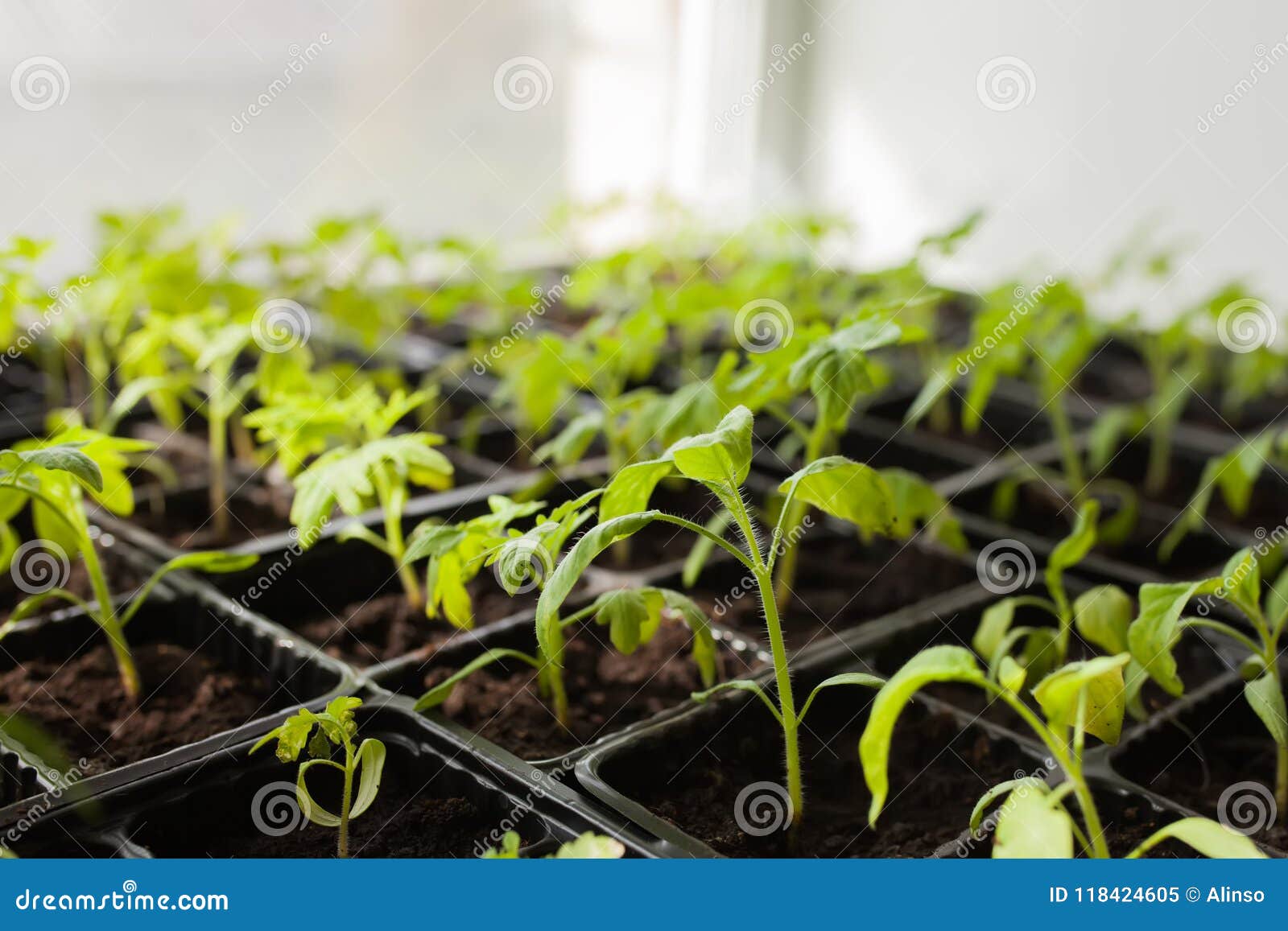 Купить Рассаду Помидор В Нижнем Новгороде