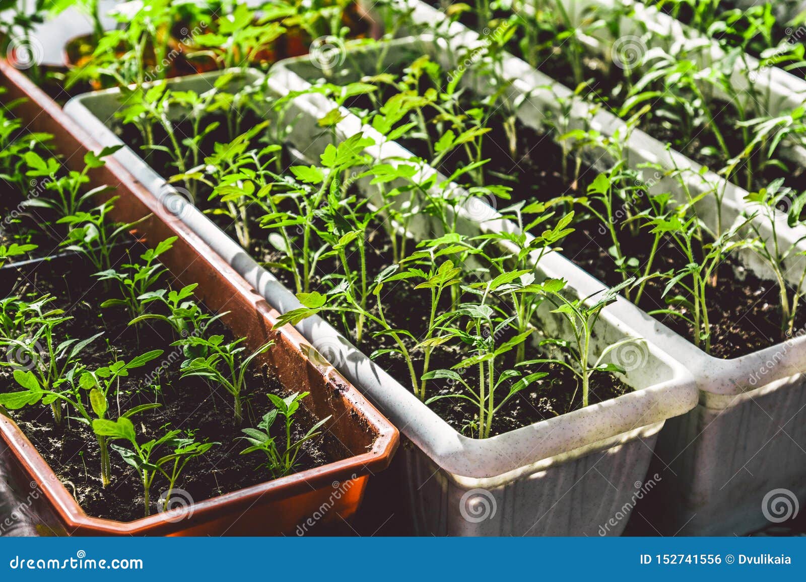 Купить Рассаду Помидор В Нижнем Новгороде