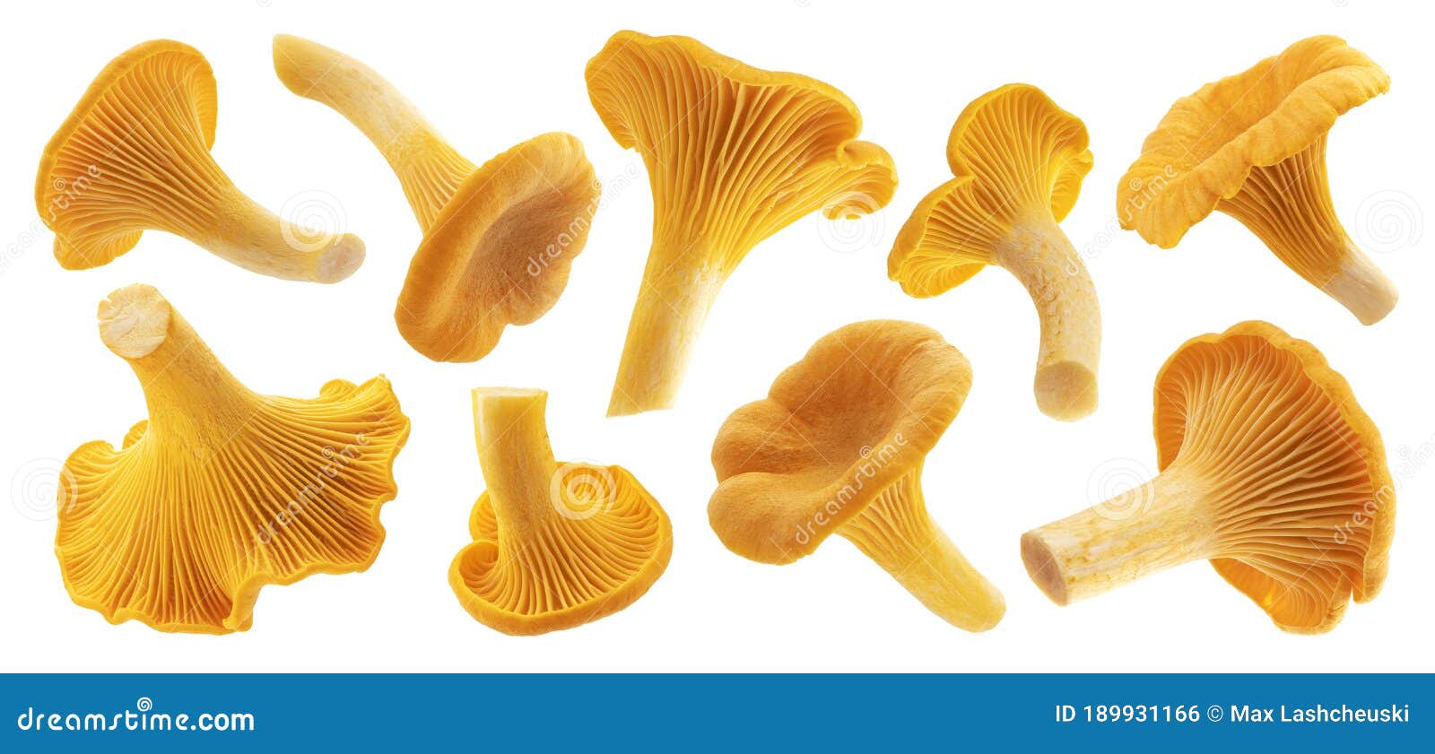 Грибы Лисички Картинки Для Детей Цветные