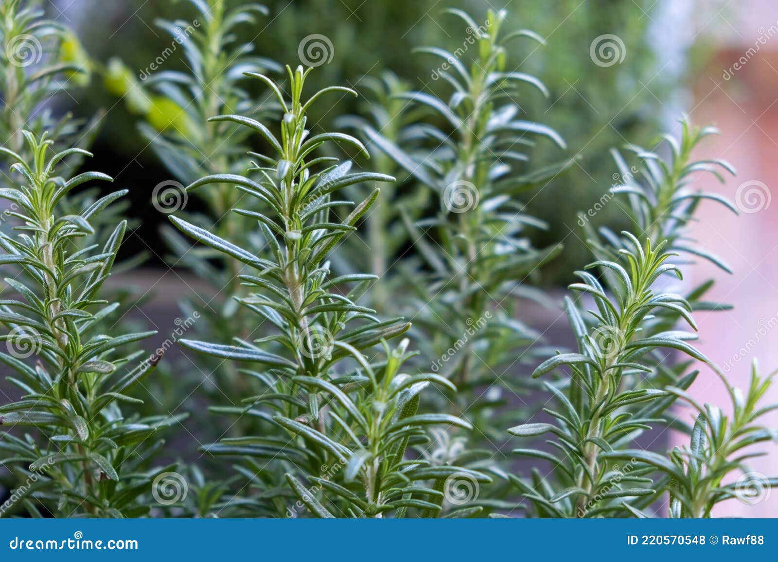 Розмарин Свежий Купить В Уфе