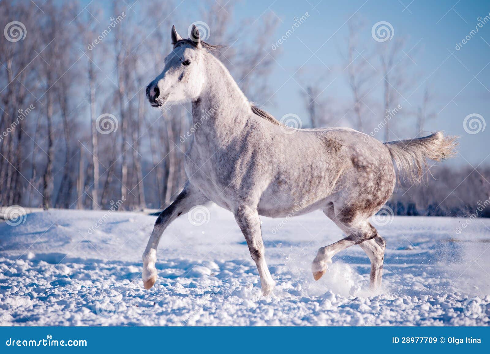 Порно С Белым Конем