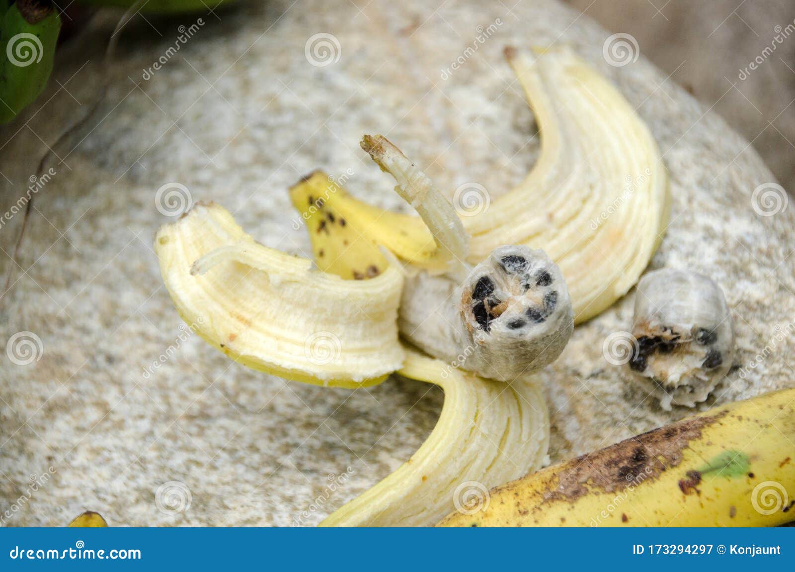 Семена Банана Купить В Интернет Магазине