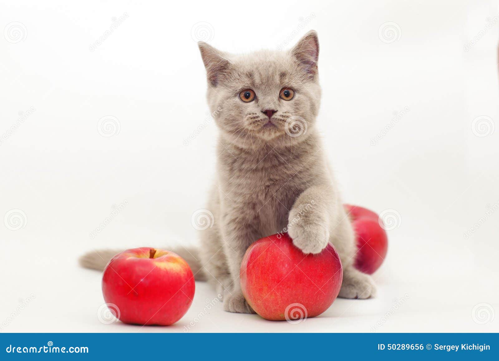 яблочный спас коты. кошка ест яблоки. кошка яблоко. кот кушающий яблоко. котик милый с яблочком.