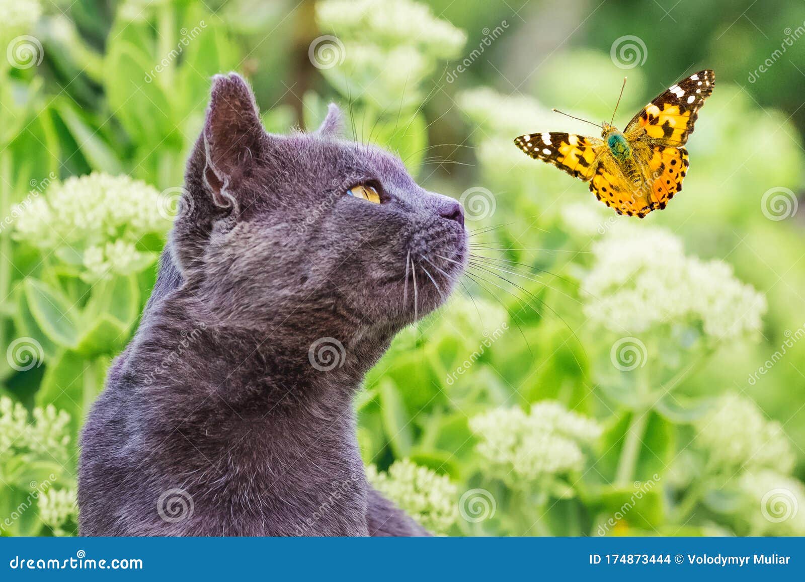 Коты бабочки