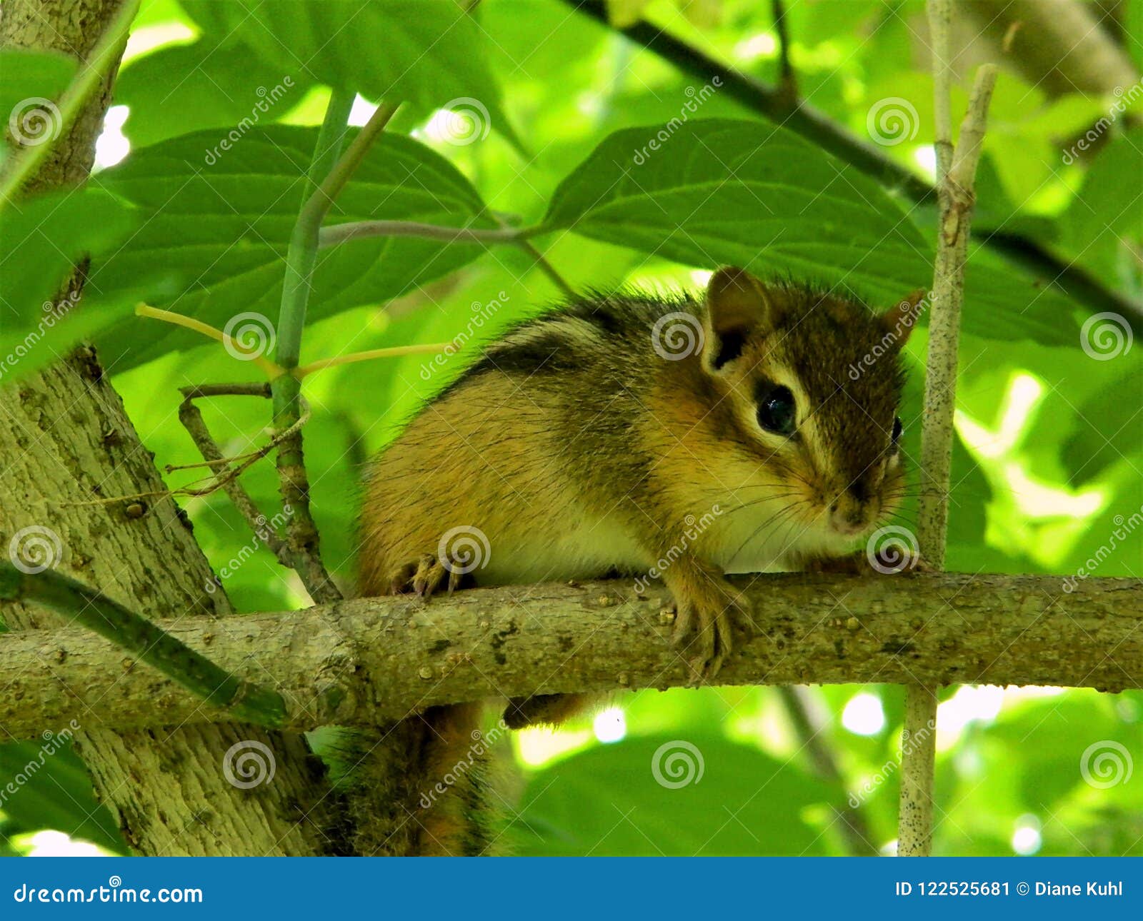 Lilchipmunk Reddit