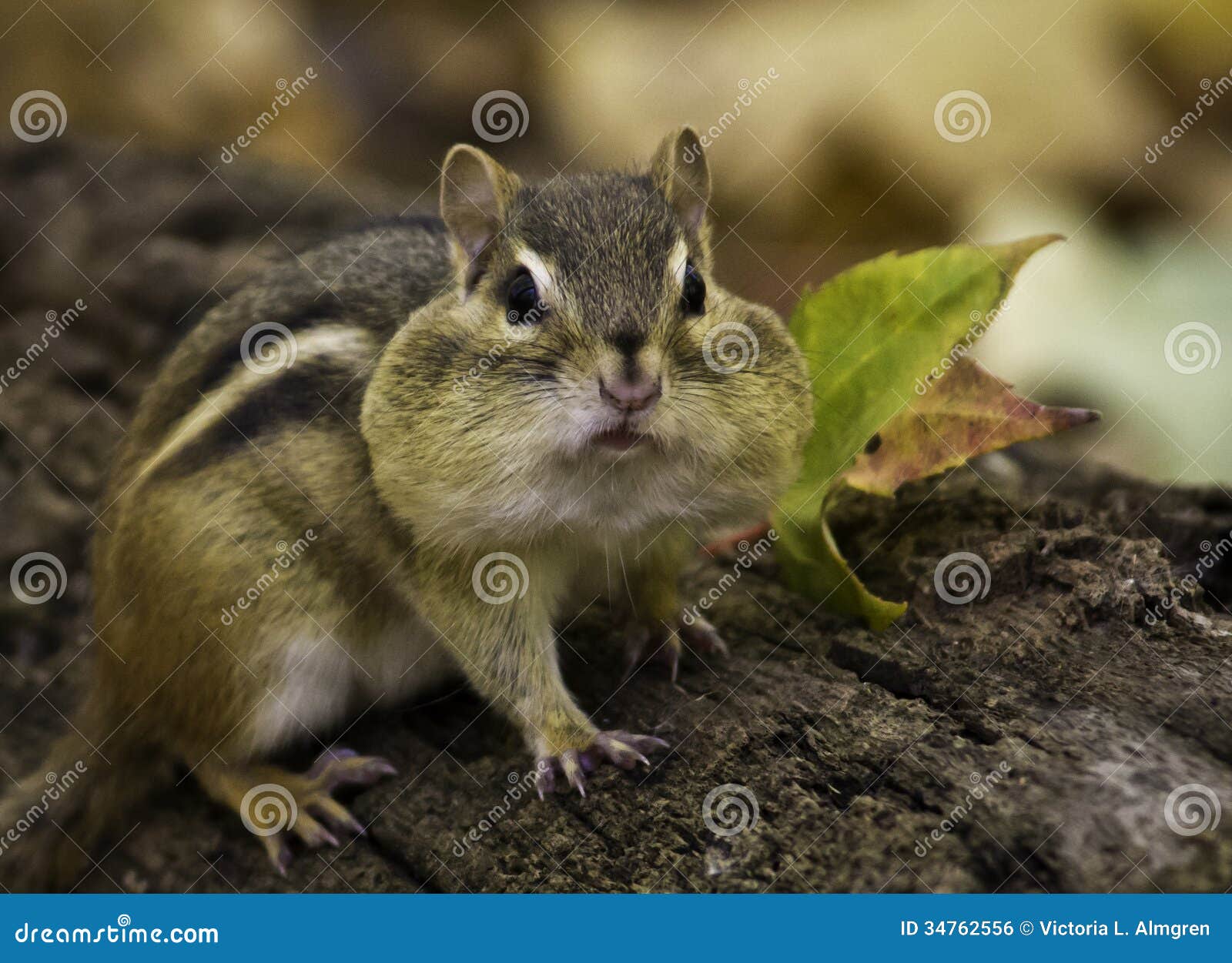 Chipmunk Twitch