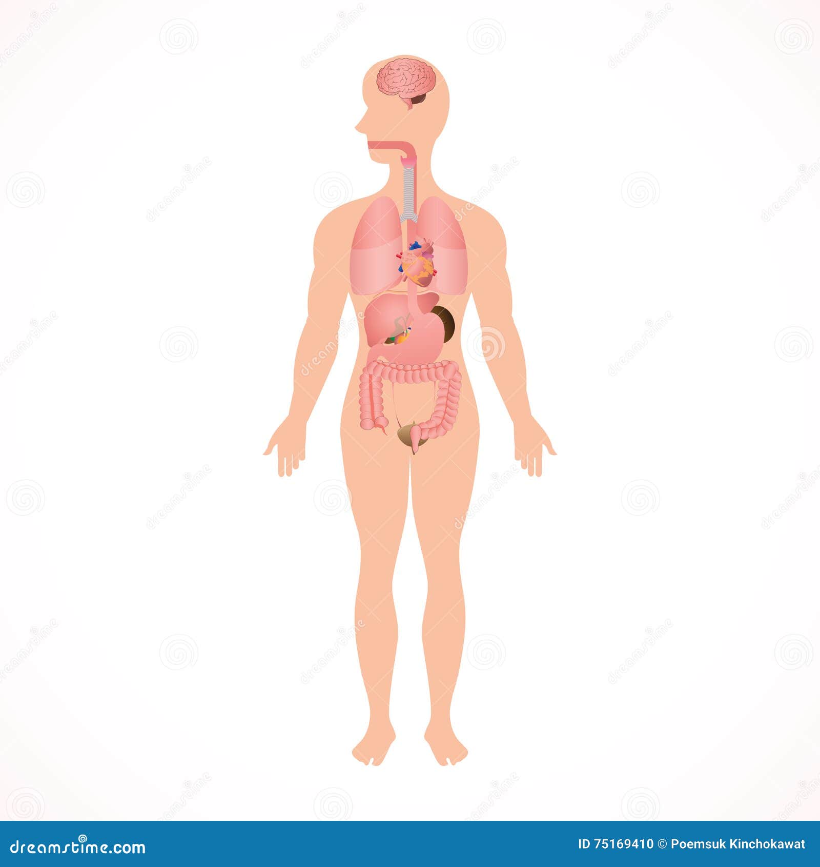Манекены По Анатомии Человека Купить По
