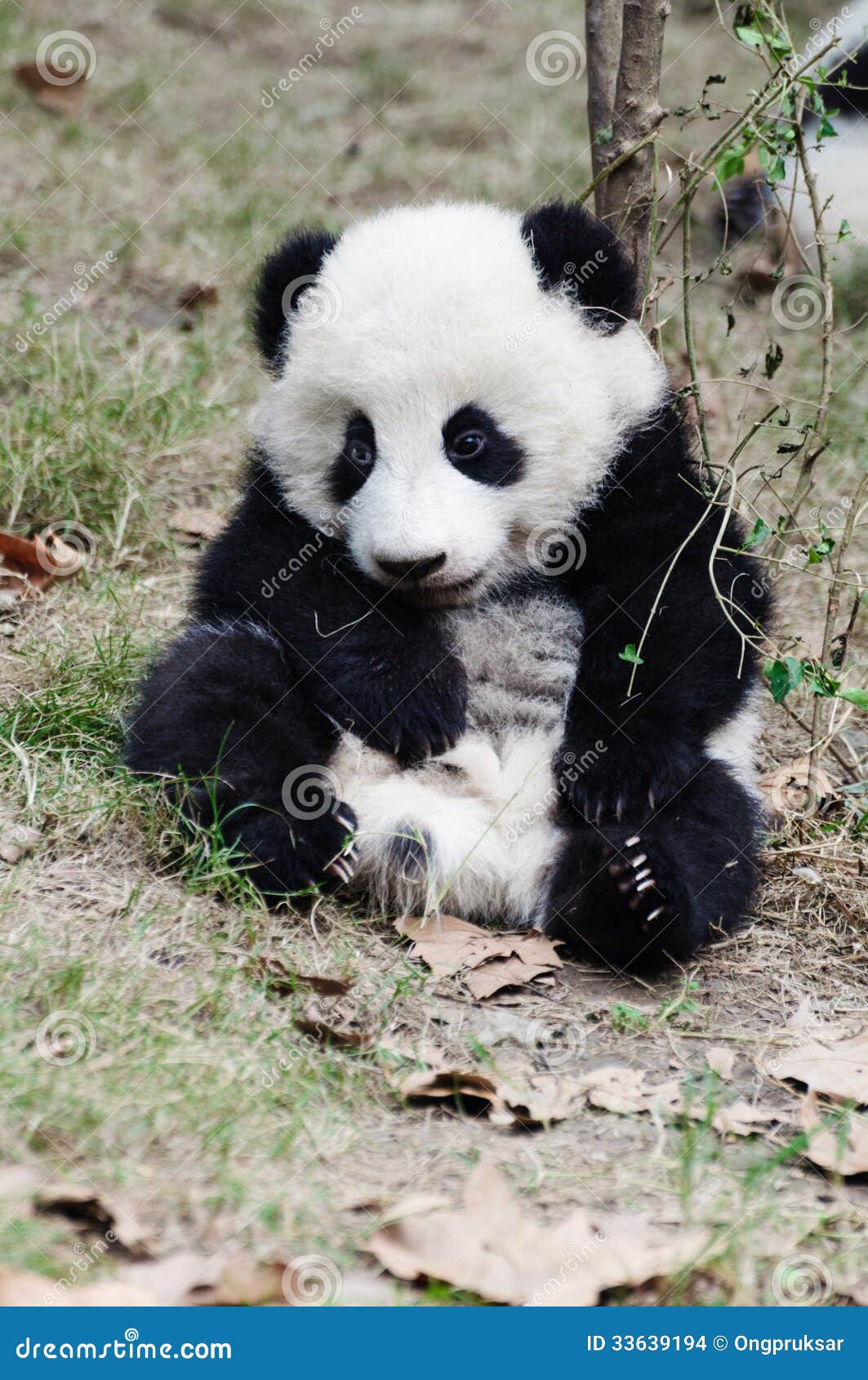 Babypandaface