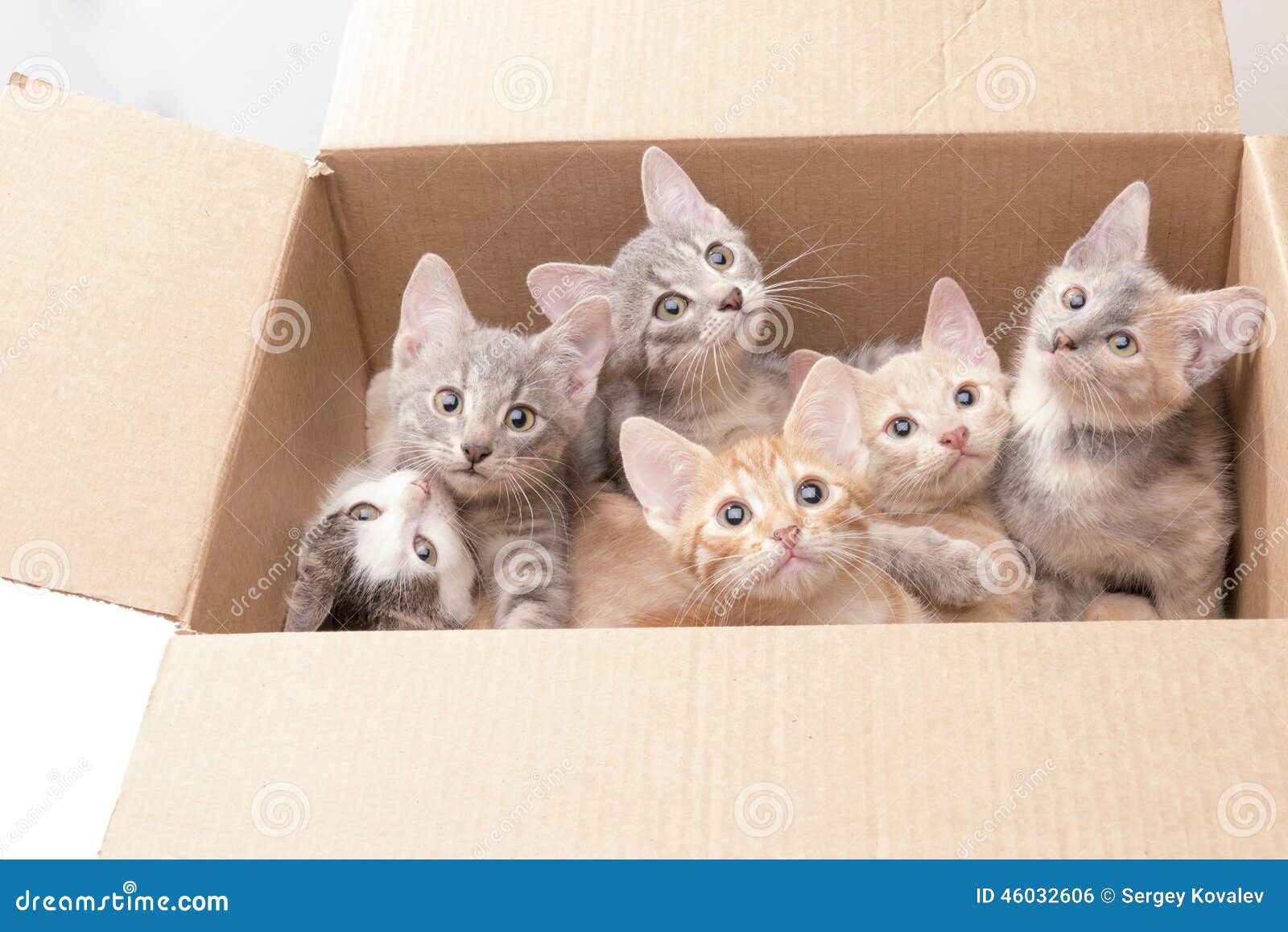 Kalel Kitten Twitter