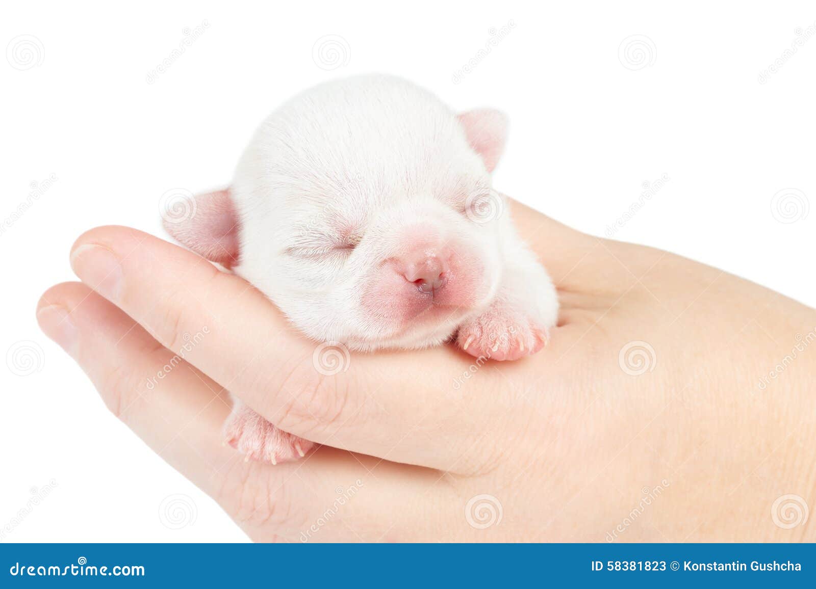 Где Купить Новорожденного Щенка