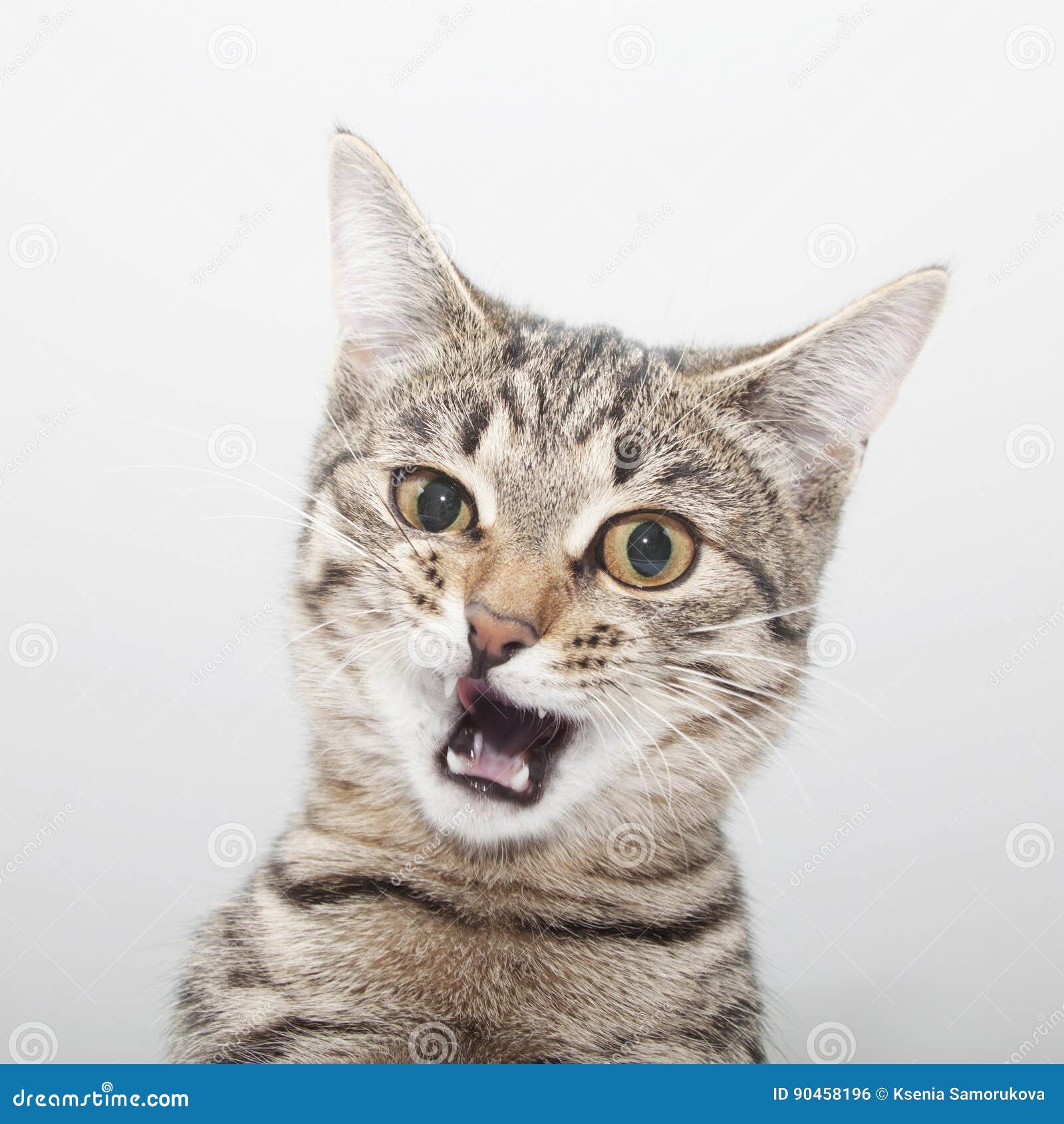 Twitch Kitty Plays