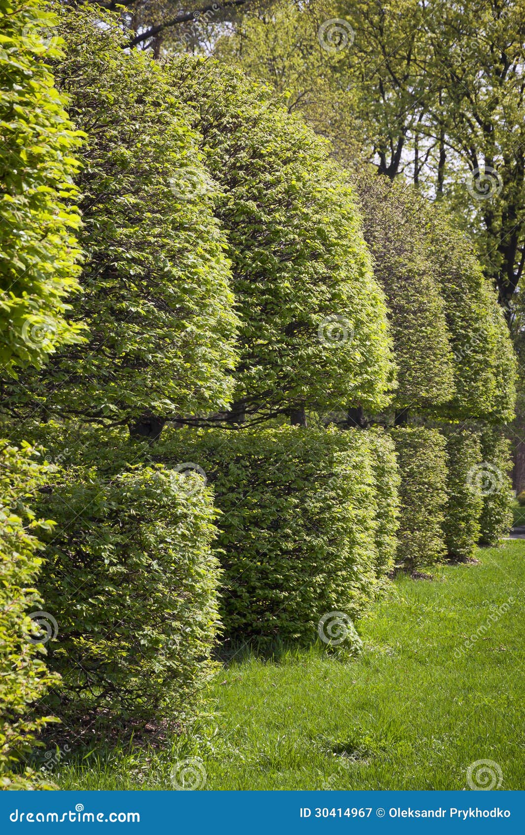Trimmed Bush