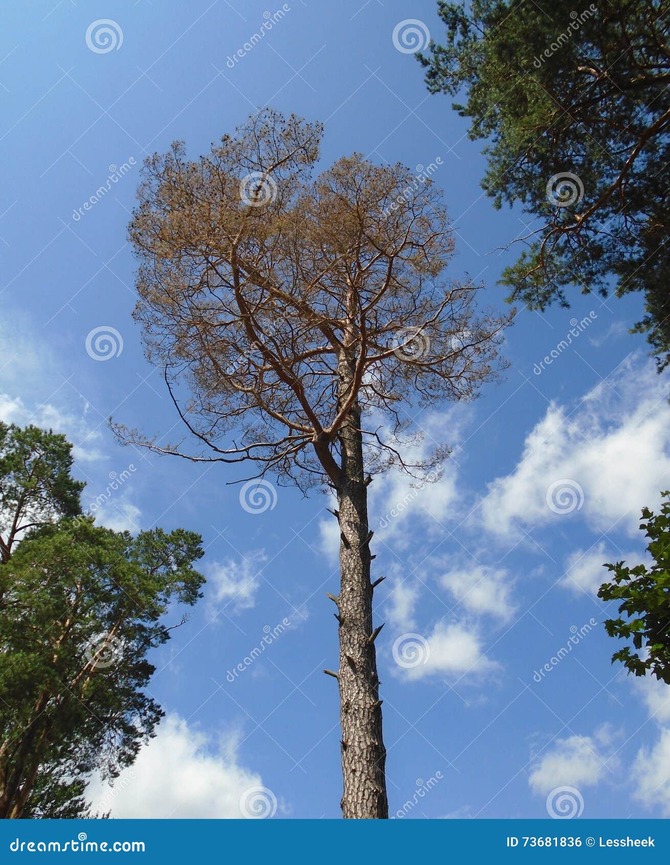 Сосна Сухая Купить В Спб