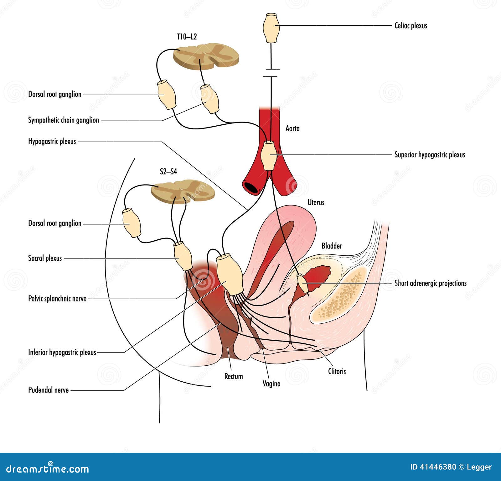 Clitoris Pictures