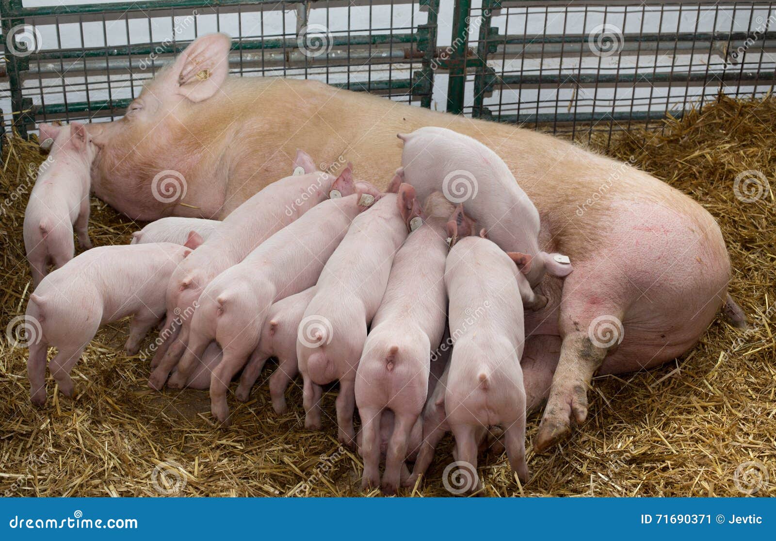 Область Где Купить Поросят Маленьких