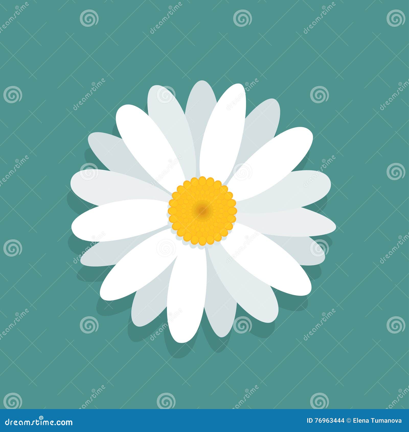 Pics Of Daisy