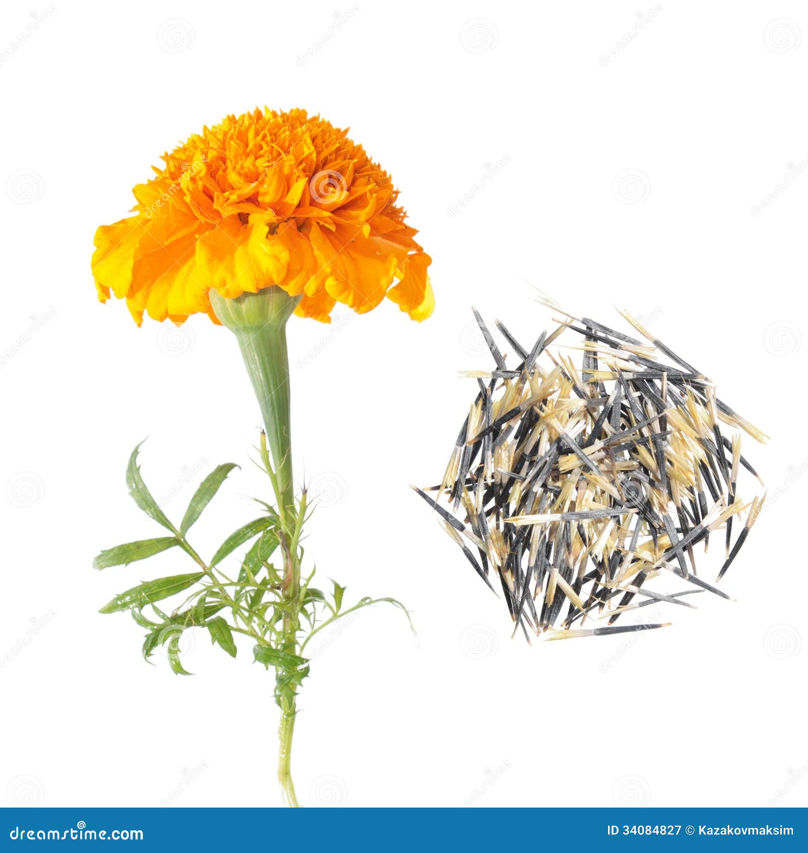 Лепестки Цветов Бархатцы Купить В Аптеке