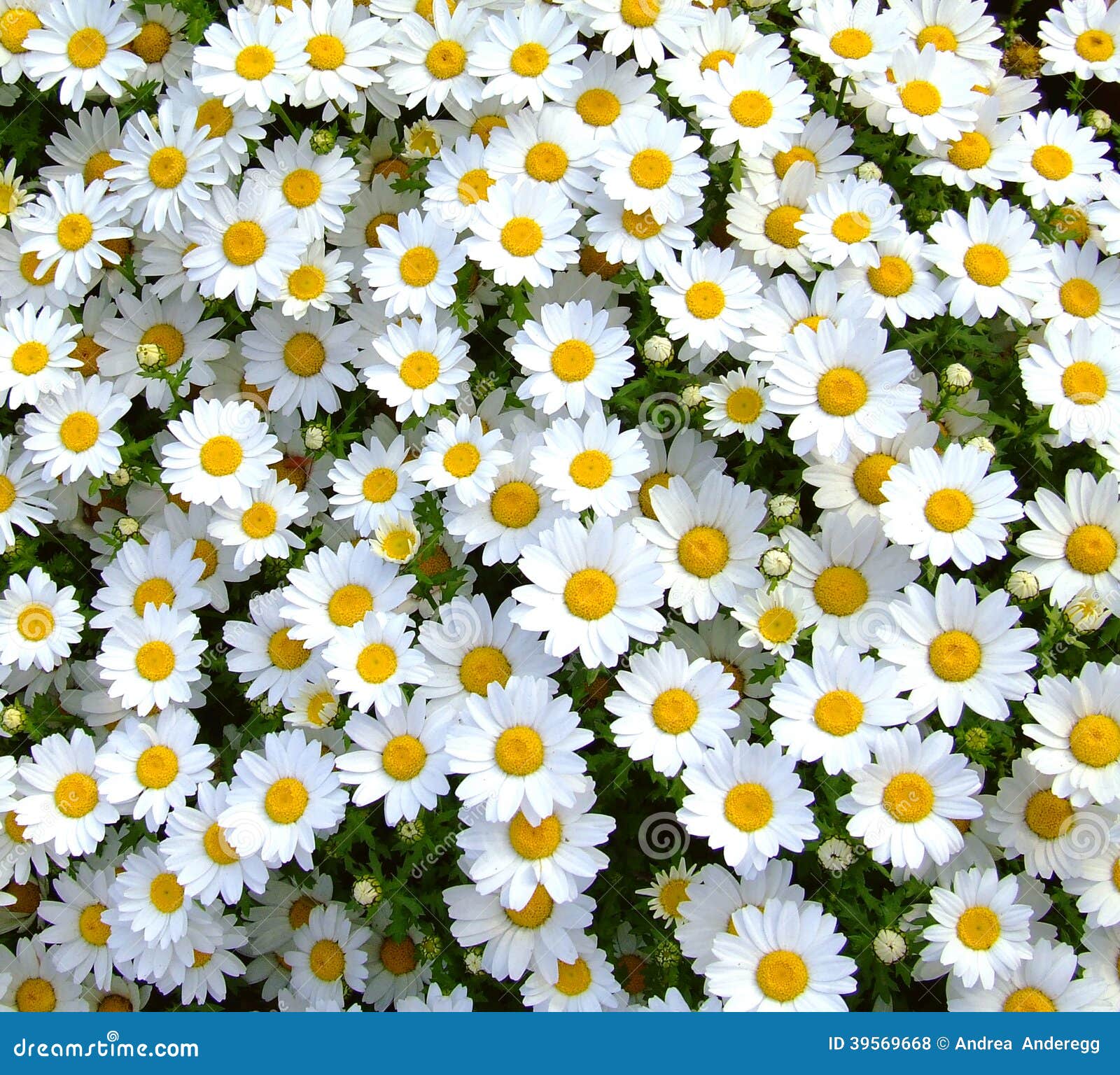Pics Of Daisy