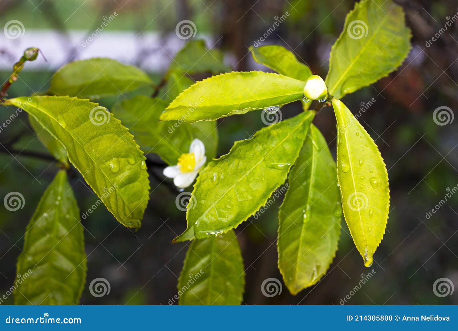 Чайный Куст Камелия Китайская Купить