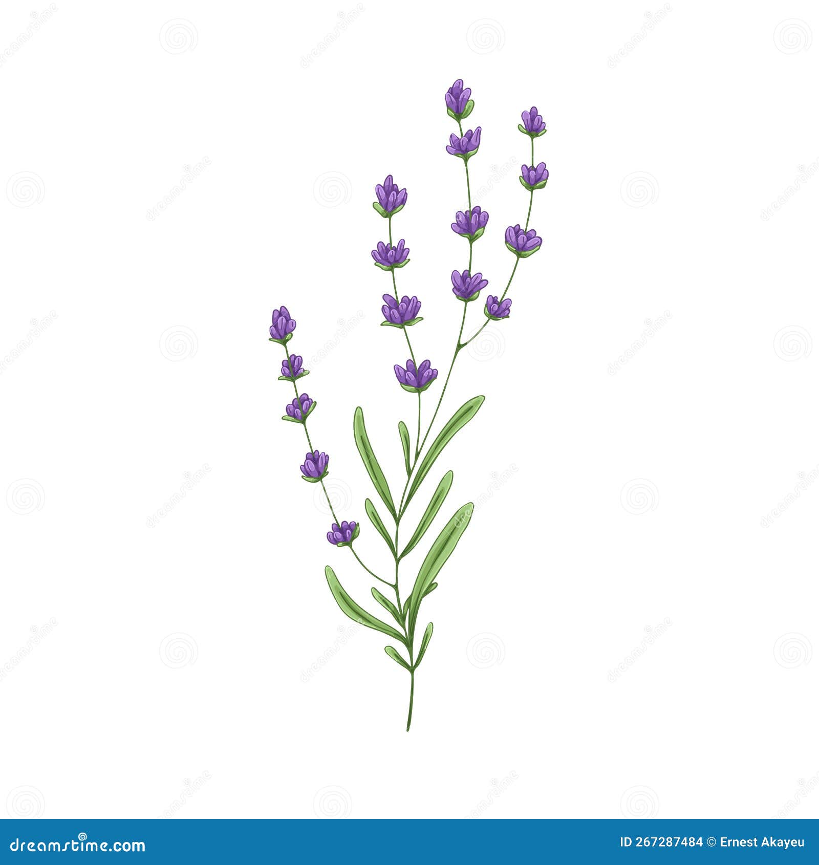 Лаванда Цветки И Трава Купить В Челябинске