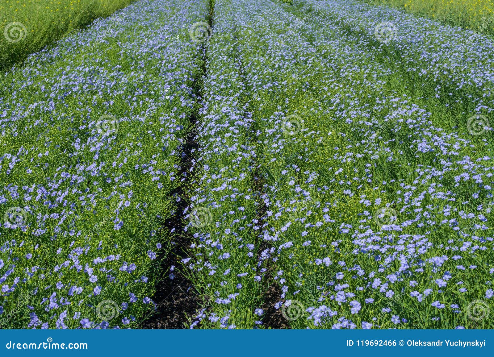 Купить Семена Льна В Беларуси