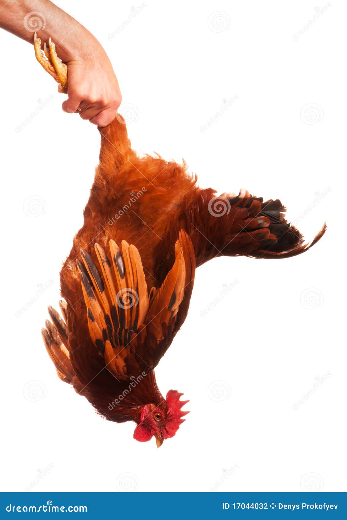 Ip Chicken Hawk
