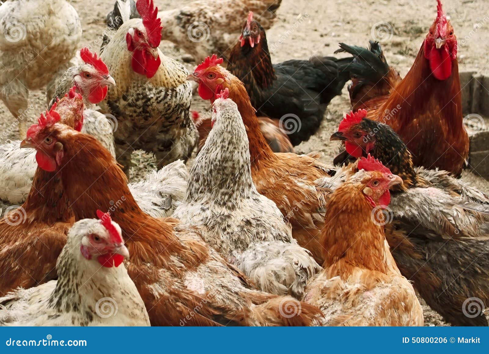 Где В Кирове Купить Кур Несушек