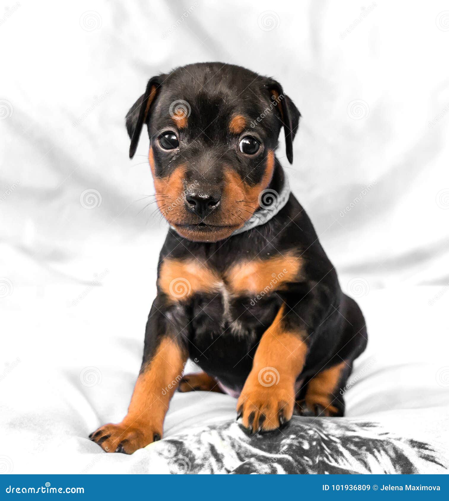 Пинчер Карликовый Купить