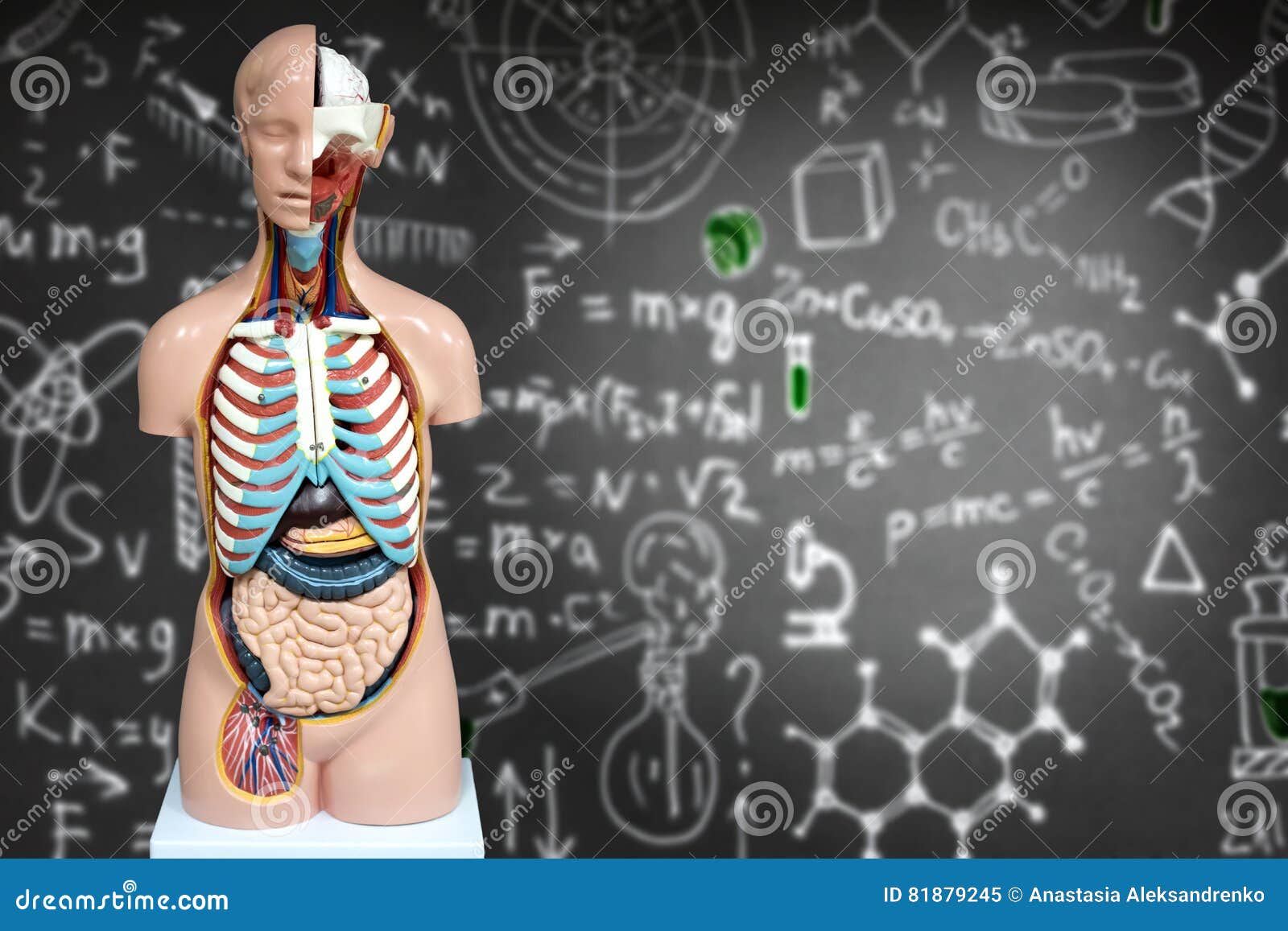 Манекены По Анатомии Человека Купить По