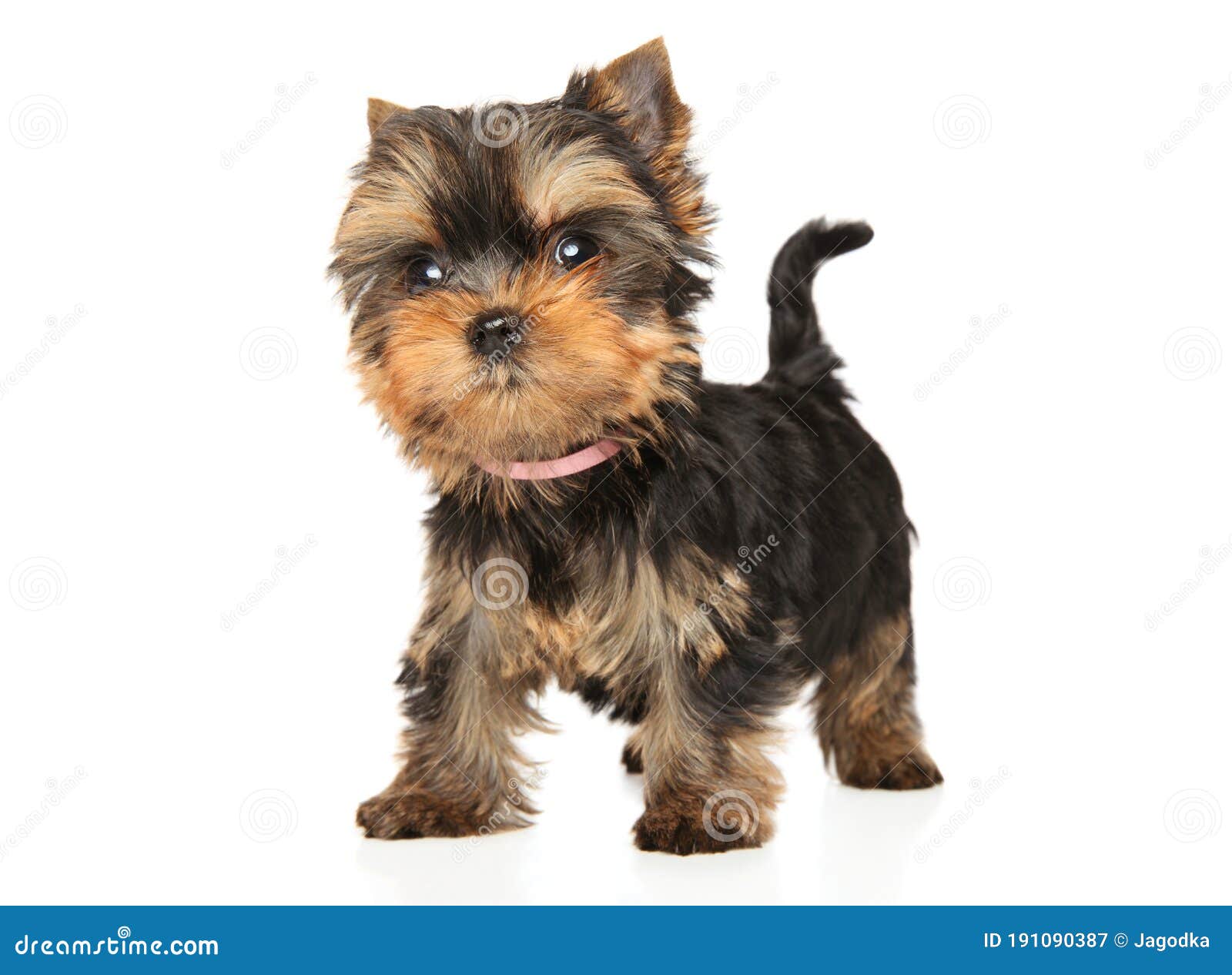 Йоркширский Терьер Щенки Купить В Белгороде