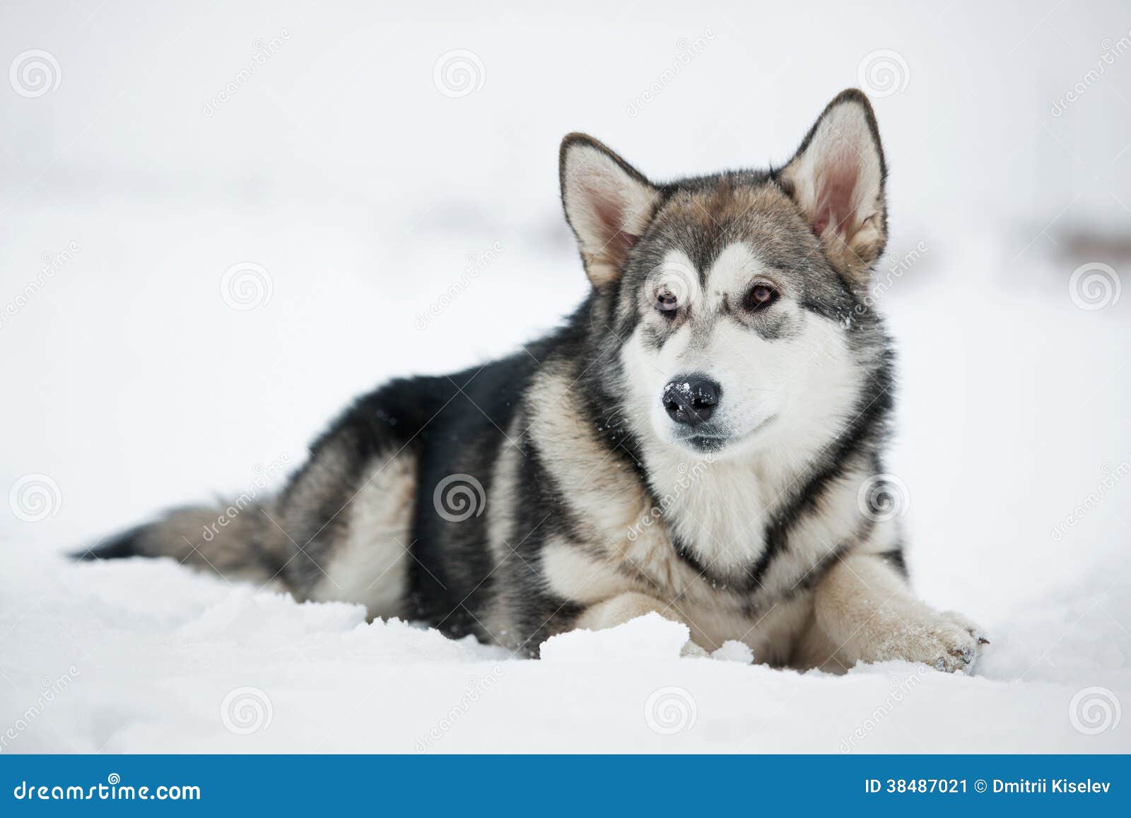 Маламут Собака Фото Цена Щенка