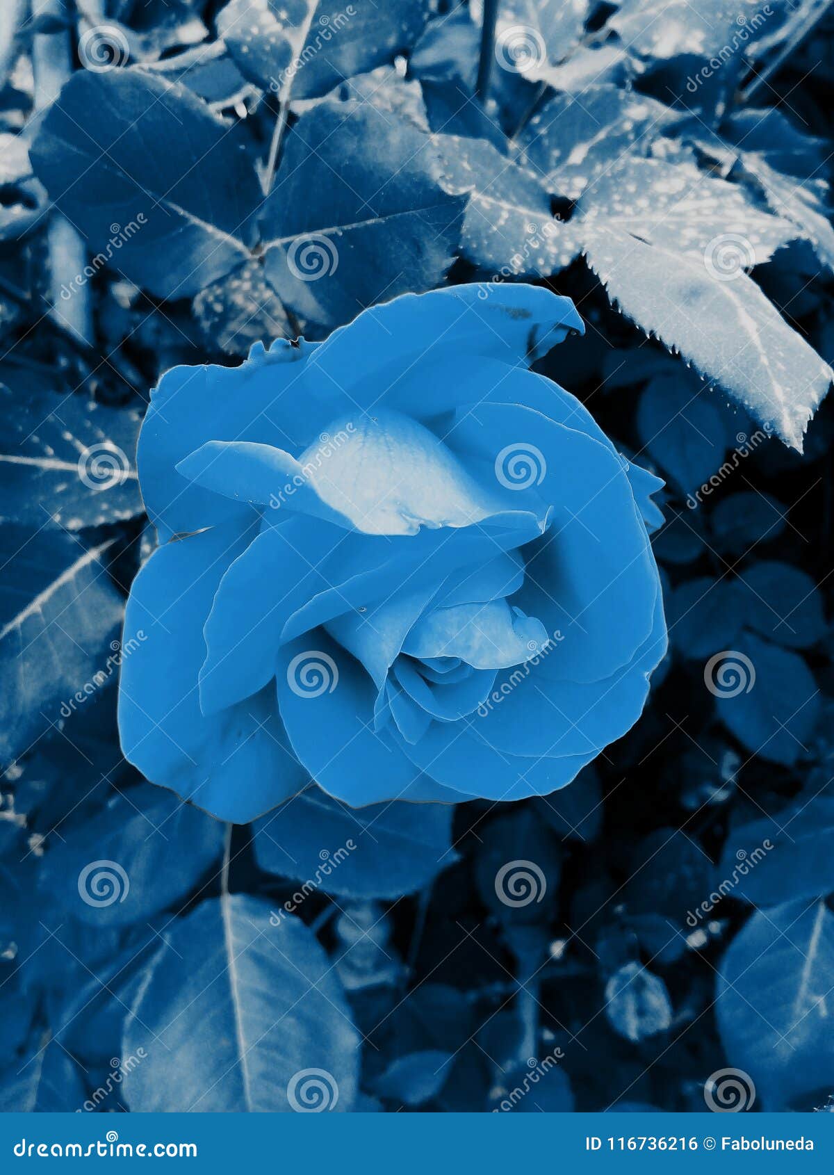 La Rosa Encantada Del Azul! Foto de archivo - Imagen de hojas, cubo:  116736216