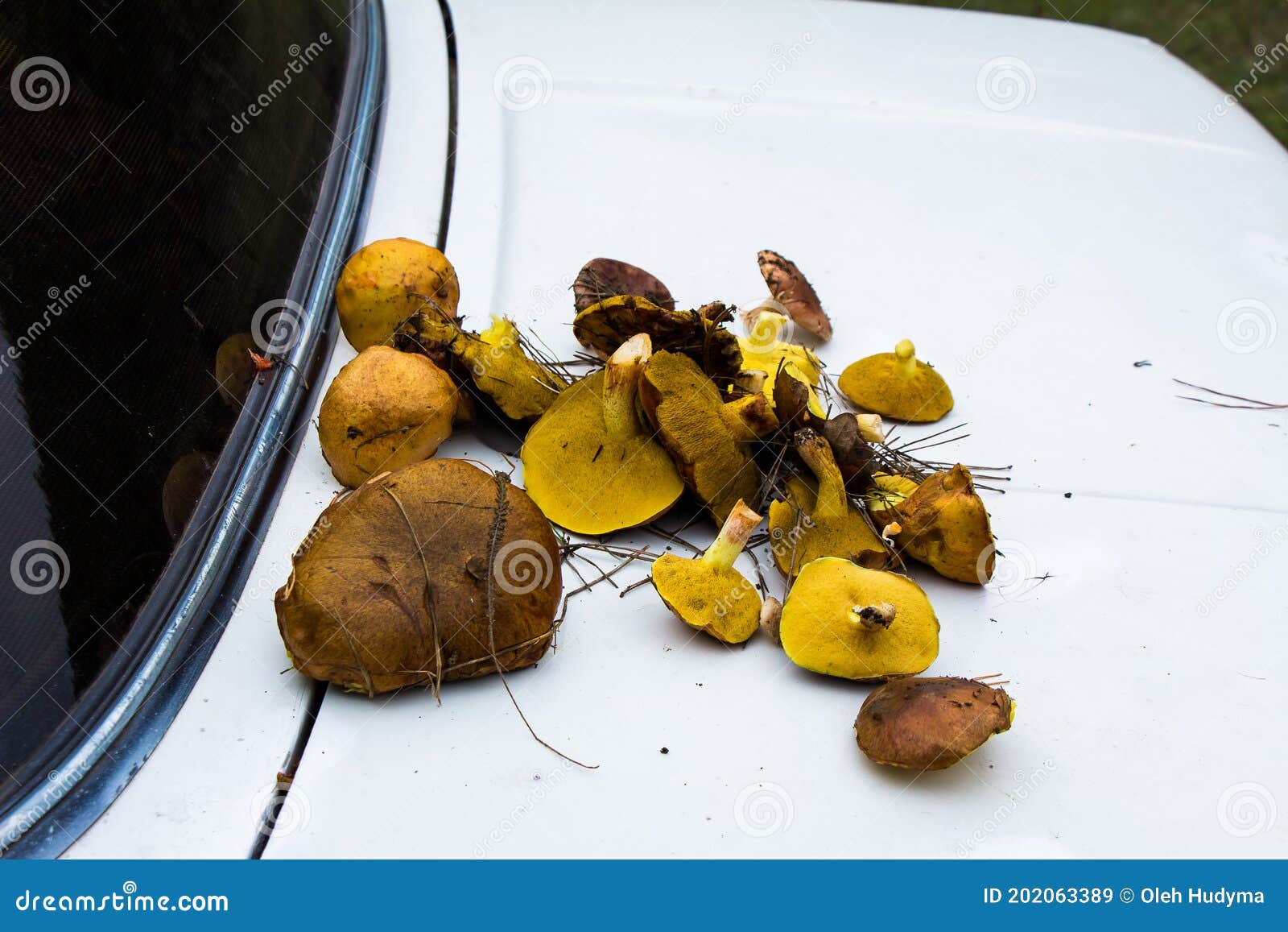 À L'automne, La Cueillette De Champignons Dans Les Champignons De