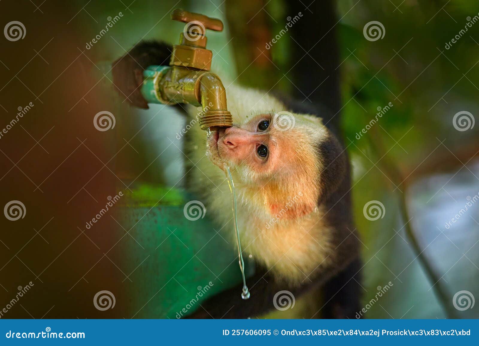 46,202 Fotos de Stock de Macaco De Balanço - Fotos de Stock Gratuitas e Sem  Fidelização a partir da Dreamstime - Página 12