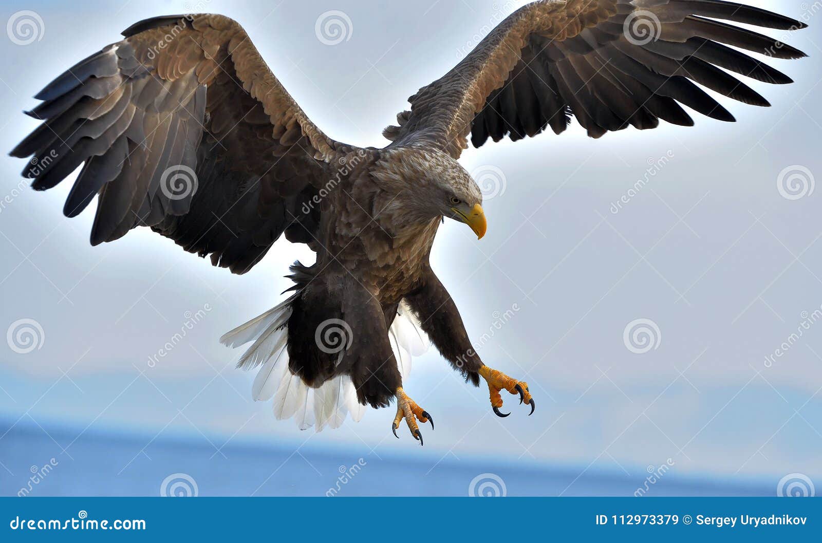 Águila Blanco-atada Adulto En Vuelo Nombre Científico: Albicilla Del  Haliaeetus Imagen de archivo - Imagen de pluma, pesca: 112973379