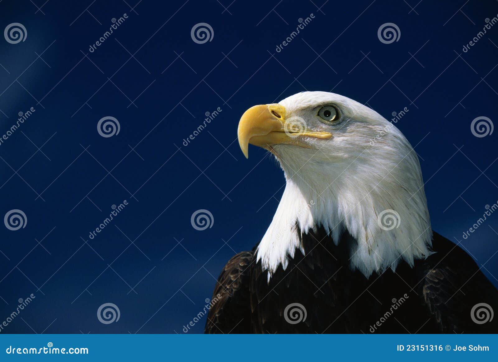 Águila calva americana foto de archivo. Imagen de democracia - 23151316